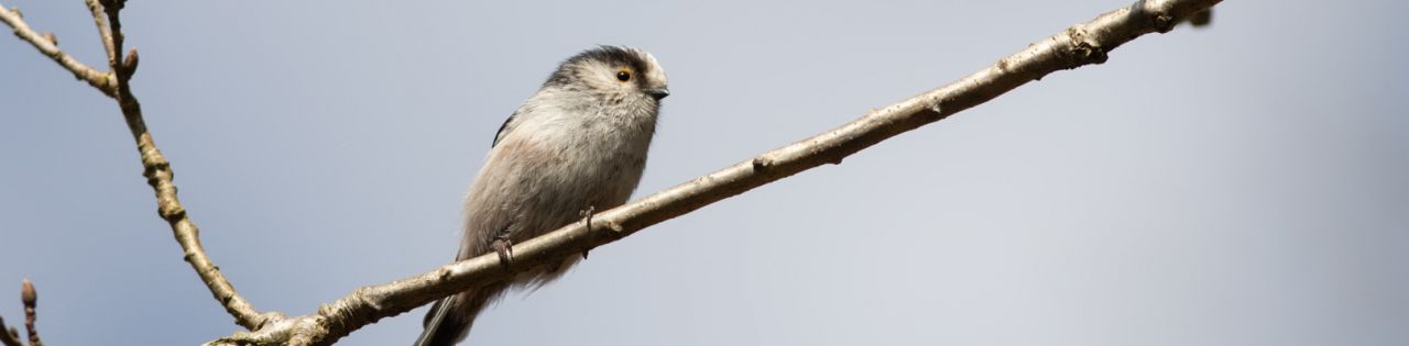 Balade ornithologique Dinant 